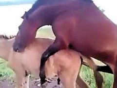 Horse fucks gay